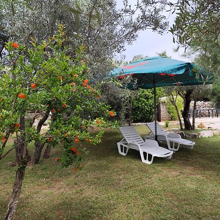 Apartament Marti'S House In The Olive Grove Fažana Zewnętrze zdjęcie