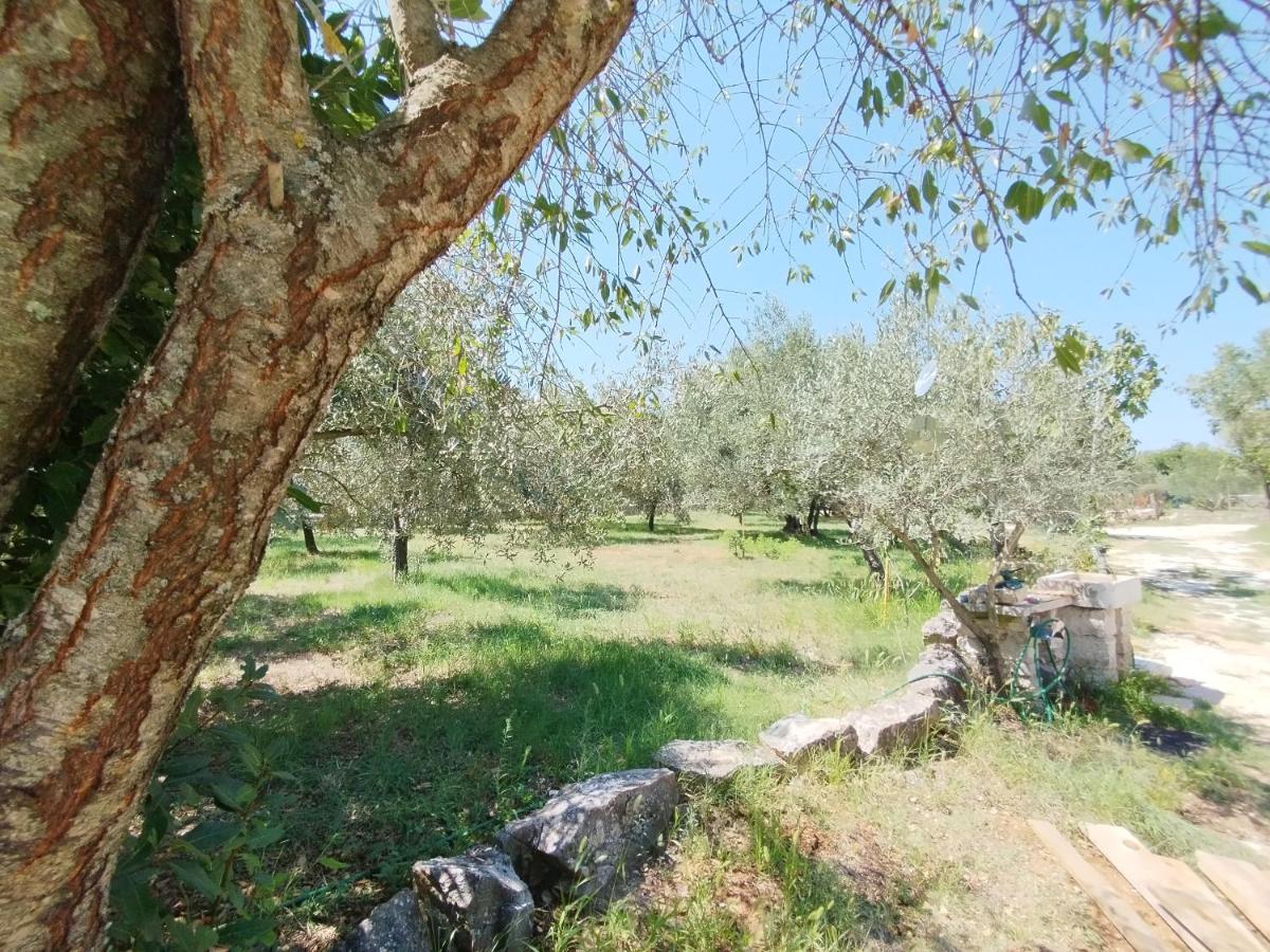 Apartament Marti'S House In The Olive Grove Fažana Zewnętrze zdjęcie
