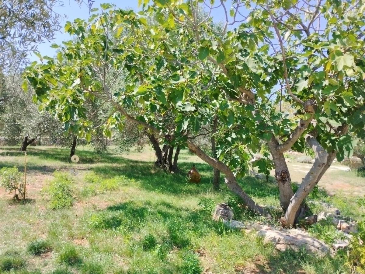 Apartament Marti'S House In The Olive Grove Fažana Zewnętrze zdjęcie