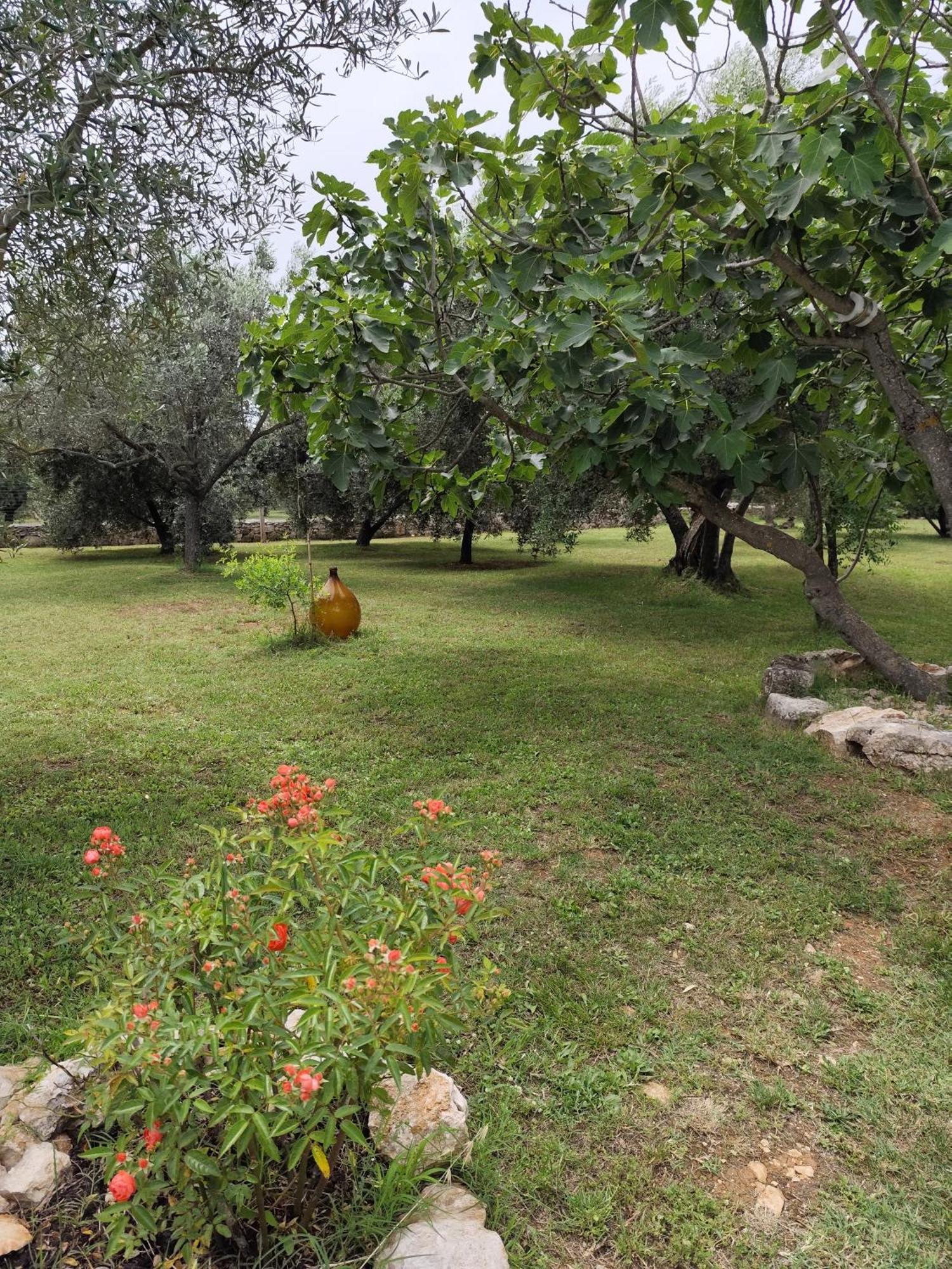 Apartament Marti'S House In The Olive Grove Fažana Zewnętrze zdjęcie