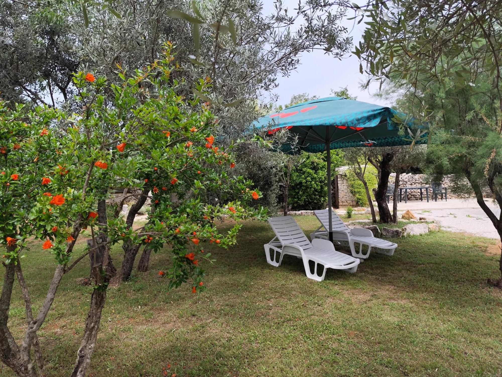 Apartament Marti'S House In The Olive Grove Fažana Zewnętrze zdjęcie